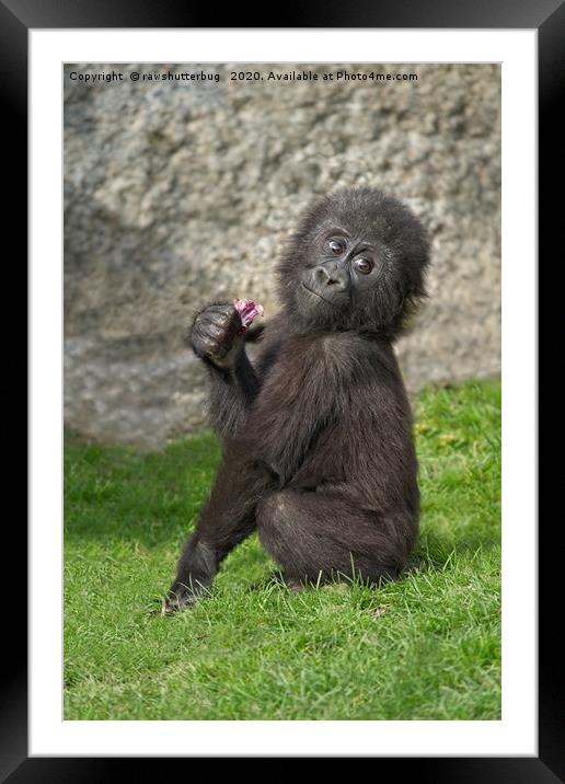 Cute Baby Gorilla Framed Mounted Print by rawshutterbug 