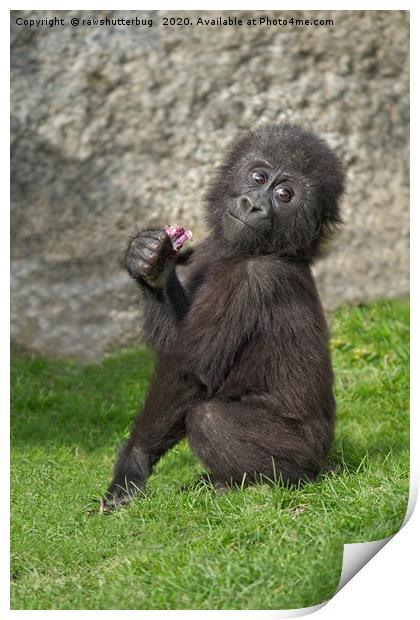 Cute Baby Gorilla Print by rawshutterbug 