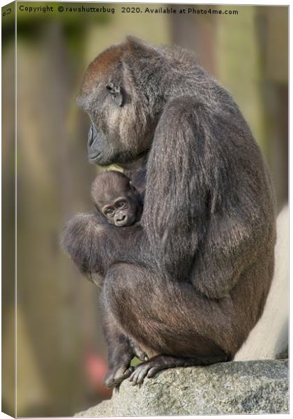 Gorilla Mother And Her Baby Canvas Print by rawshutterbug 