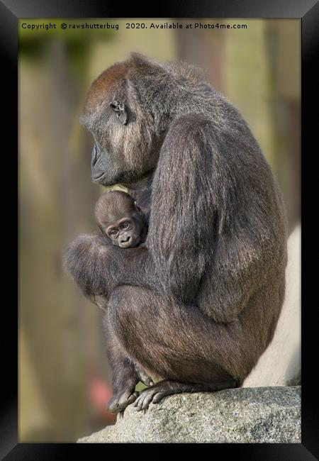 Gorilla Mother And Her Baby Framed Print by rawshutterbug 