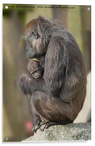 Gorilla Mother And Her Baby Acrylic by rawshutterbug 