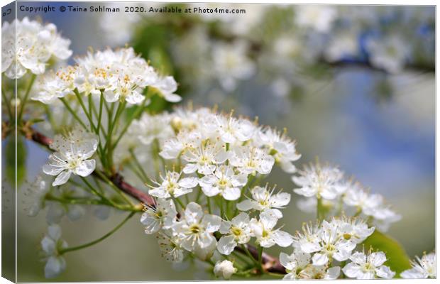 White Flowers of Prunus Close Up Canvas Print by Taina Sohlman