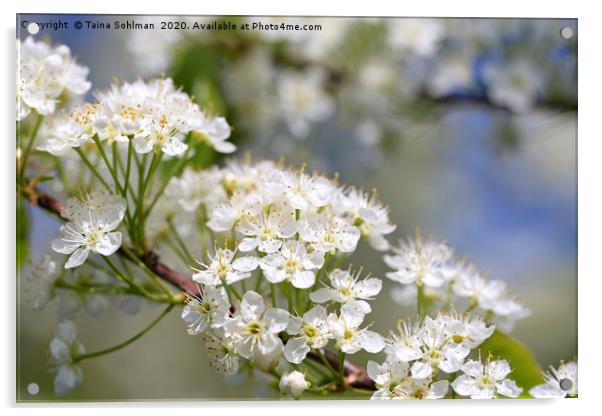 White Flowers of Prunus Close Up Acrylic by Taina Sohlman