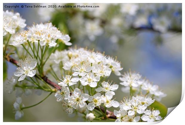 White Flowers of Prunus Close Up Print by Taina Sohlman