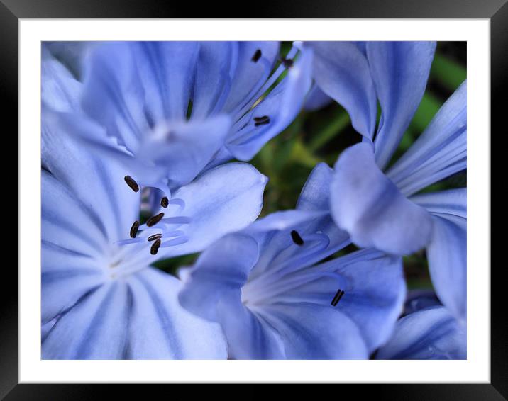 Blue Agapanthus Framed Mounted Print by Nicola Hawkes