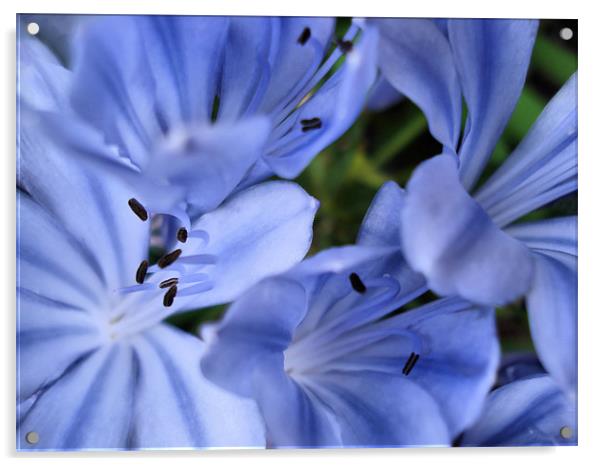 Blue Agapanthus Acrylic by Nicola Hawkes