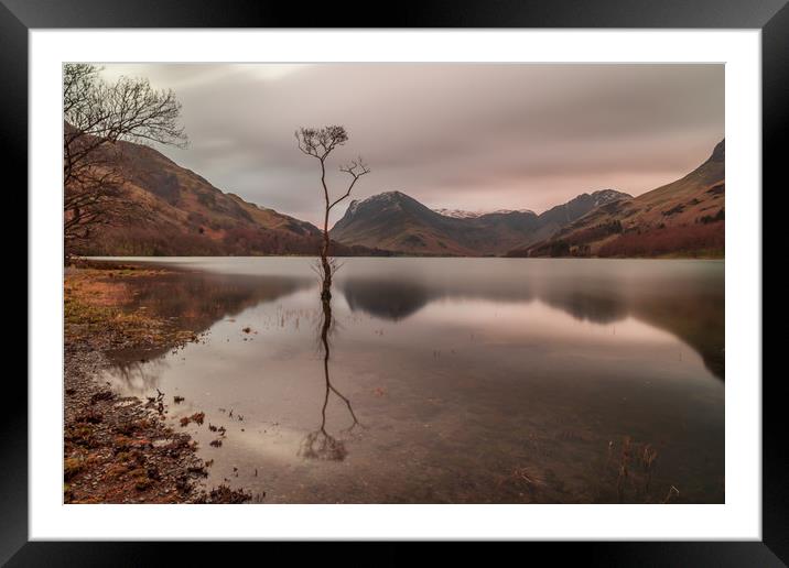 Lone Tree Framed Mounted Print by Marcia Reay
