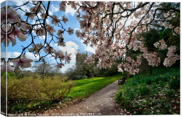 Springtime at Cockington in Torquay  Canvas Print by Rosie Spooner