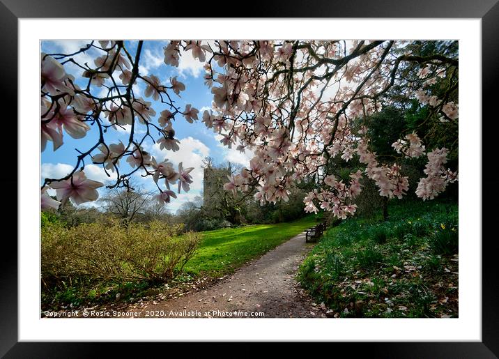 Springtime at Cockington in Torquay  Framed Mounted Print by Rosie Spooner