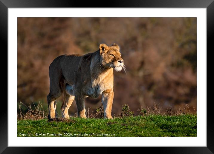 Lioness in the setting sun Framed Mounted Print by Alan Tunnicliffe