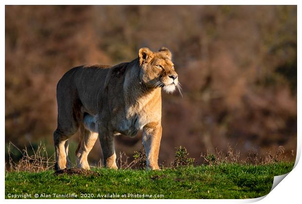 Lioness in the setting sun Print by Alan Tunnicliffe