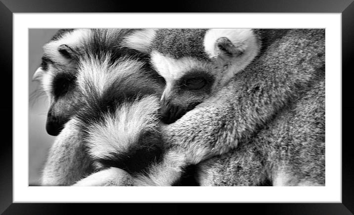 Fur Pile Framed Mounted Print by Lauren Meyerink