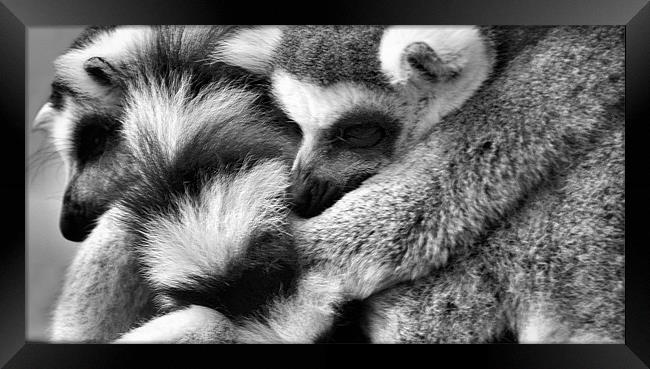 Fur Pile Framed Print by Lauren Meyerink