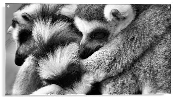 Fur Pile Acrylic by Lauren Meyerink