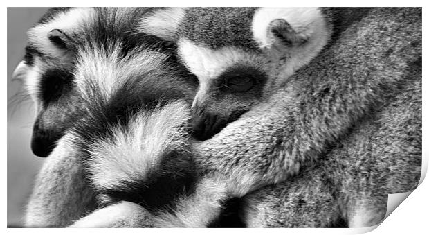 Fur Pile Print by Lauren Meyerink