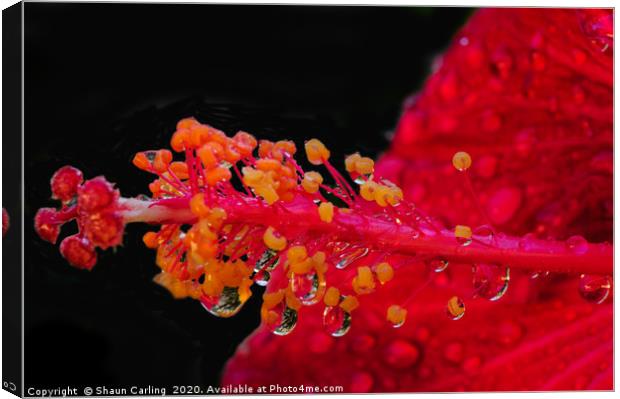 Hibiscus And Raindrops Canvas Print by Shaun Carling