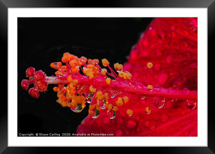 Hibiscus And Raindrops Framed Mounted Print by Shaun Carling