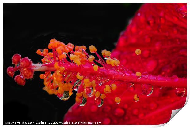 Hibiscus And Raindrops Print by Shaun Carling