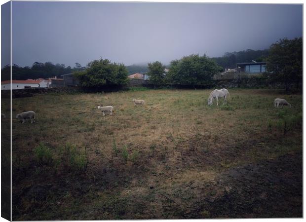 Rural landscape Canvas Print by Larisa Siverina