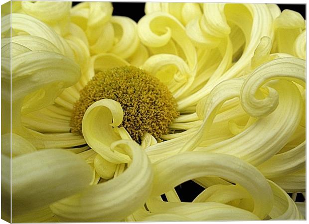 Curly Yellow Chrysanthemum Canvas Print by Nicola Hawkes
