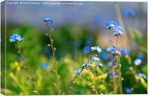 Blue Flowers of Forget-Me-Not or Myosotis  Canvas Print by Taina Sohlman