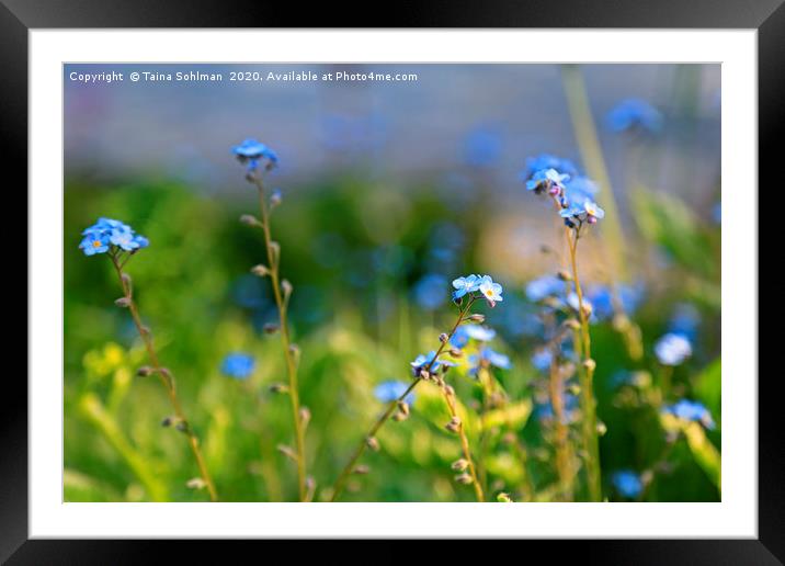Blue Flowers of Forget-Me-Not or Myosotis  Framed Mounted Print by Taina Sohlman