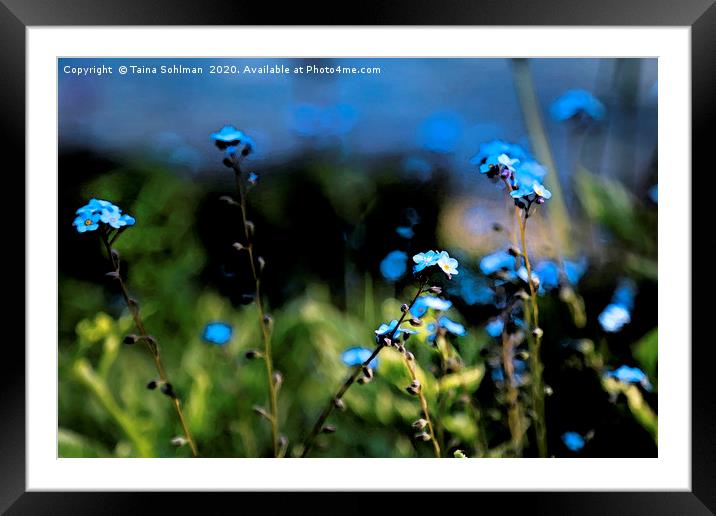 Blue Flowers of Forget-Me-Not or Myosotis  Framed Mounted Print by Taina Sohlman