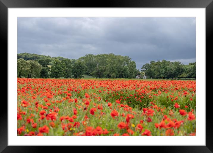 Devon Poppies Framed Mounted Print by Images of Devon