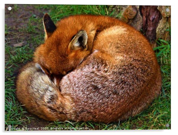 Red Fox  Acrylic by Sara Neal