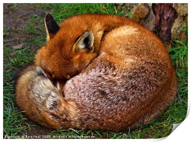 Red Fox  Print by Sara Neal