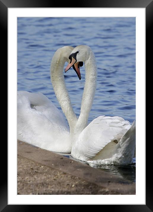 Love Swans Framed Mounted Print by Tony Bates