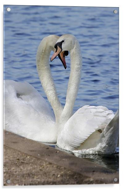 Love Swans Acrylic by Tony Bates