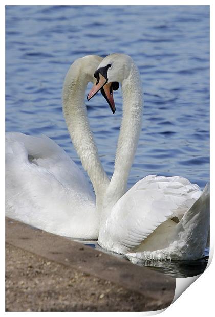 Love Swans Print by Tony Bates