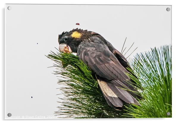 Yellow Tailed Black Cockatoo Acrylic by Shaun Carling