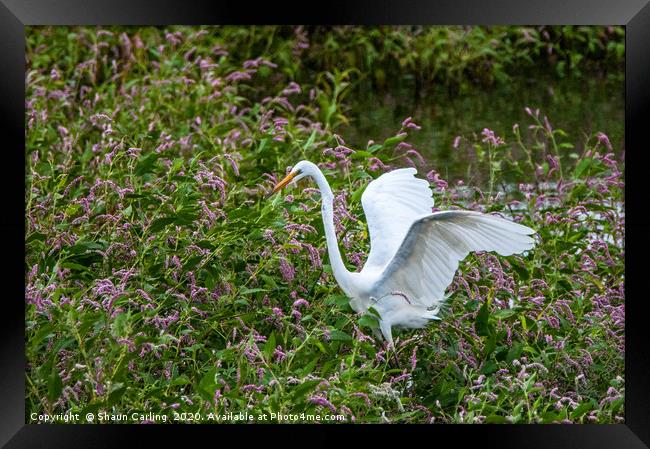 The White Heron Framed Print by Shaun Carling