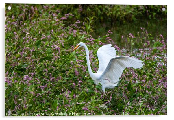The White Heron Acrylic by Shaun Carling