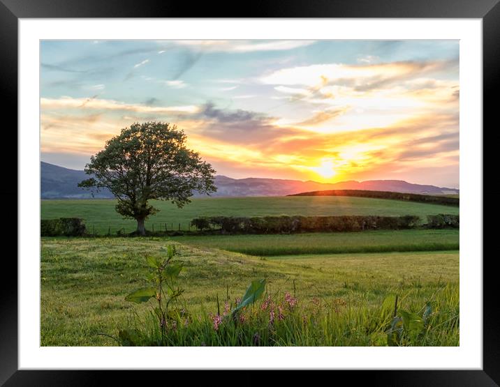 Lone Tree Sunset Framed Mounted Print by Jonathan Thirkell