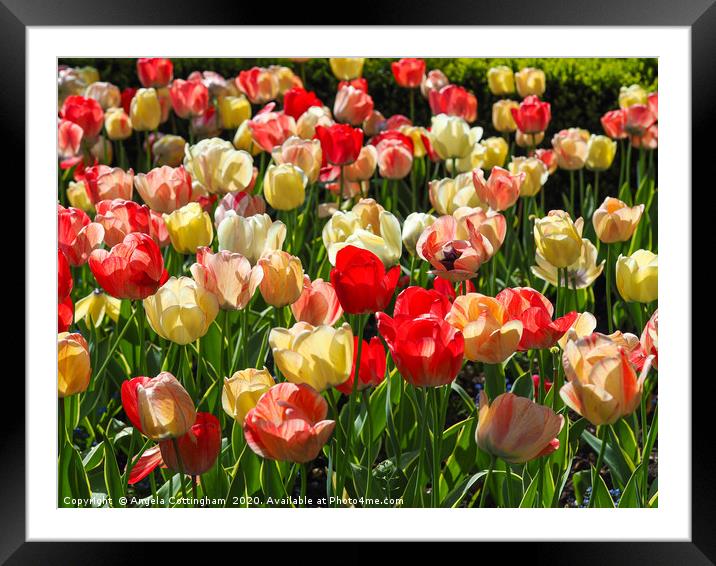Mixed Tulip Display Framed Mounted Print by Angela Cottingham