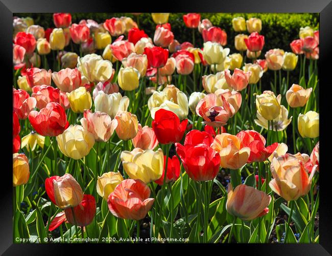 Mixed Tulip Display Framed Print by Angela Cottingham