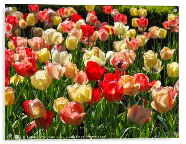 Mixed Tulip Display Acrylic by Angela Cottingham
