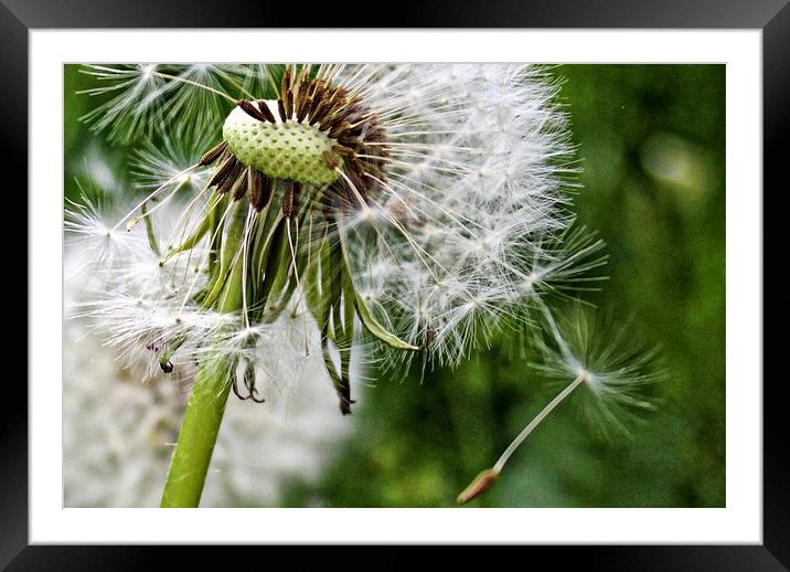 Close up dandelion head Framed Mounted Print by Martin Smith