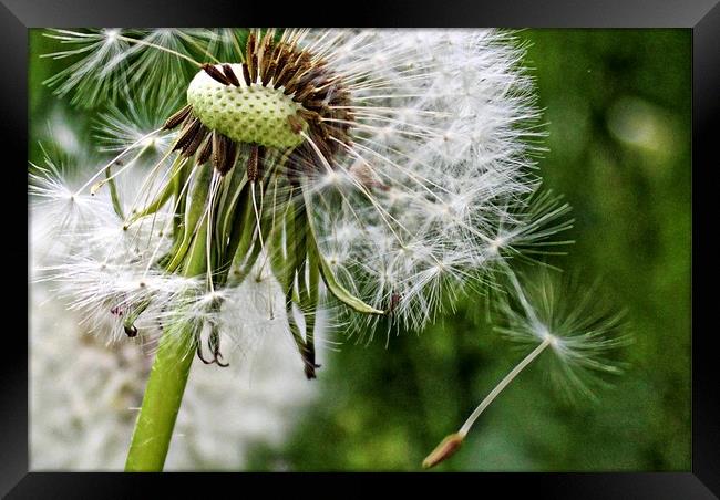 Close up dandelion head Framed Print by Martin Smith