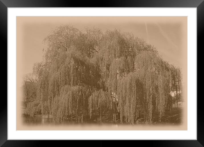Antique willow Framed Mounted Print by Ashley Paddon