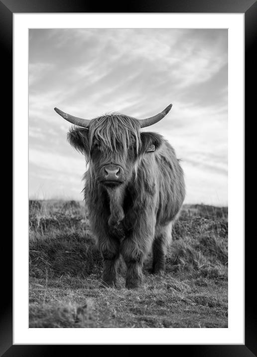 Highland cow black and white Framed Mounted Print by Images of Devon