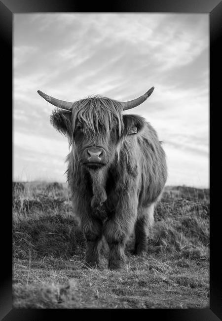 Highland cow black and white Framed Print by Images of Devon
