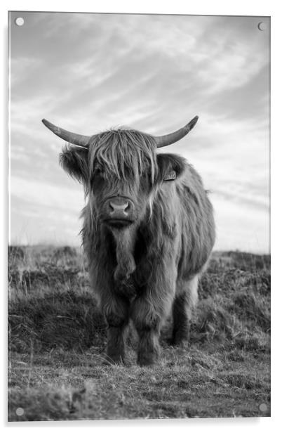 Highland cow black and white Acrylic by Images of Devon