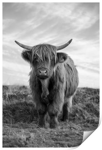 Highland cow black and white Print by Images of Devon