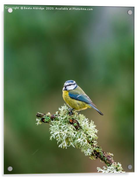 Blue tit (Cyanistes caeruleus) Acrylic by Beata Aldridge