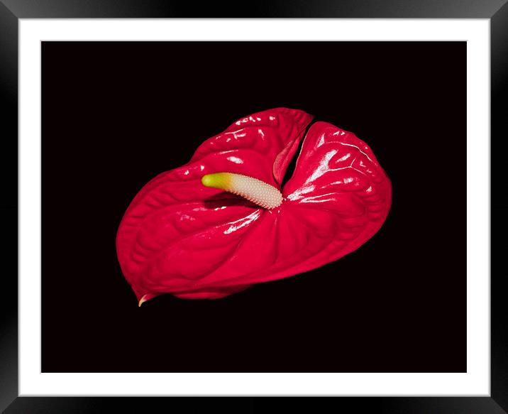 Red Anthurium Framed Mounted Print by Karen Martin