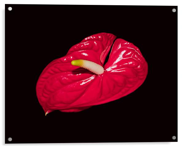 Red Anthurium Acrylic by Karen Martin